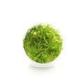 Moss-Java.jpg