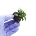Anubias-petite-lava-stone-2.jpg