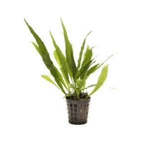 Microsorium pteropus narrow F