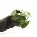 Anubias barteri na korzeniu 2.jpg