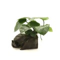 Anubias barteri na korzeniu.jpg
