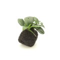 Anubias petite lava stone.jpg