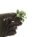 Anubias petite lava stone 2.jpg