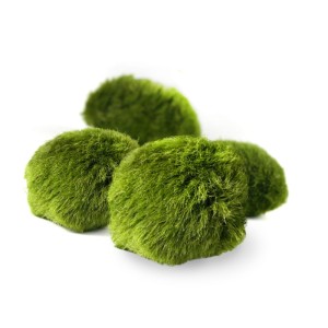 Gałęzatka G3 (Cladohora) większa