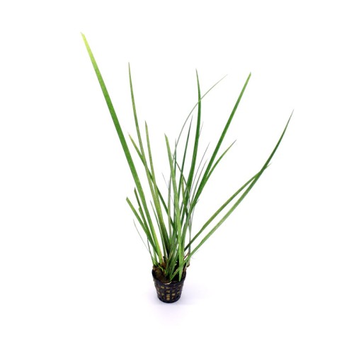 Acorus Species.jpg