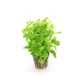 Alternanthera Colorata.jpg