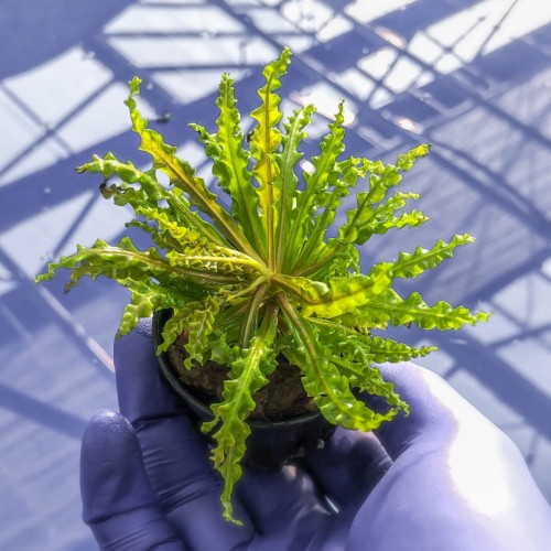 Pogostemon helferi red jpg.jpg