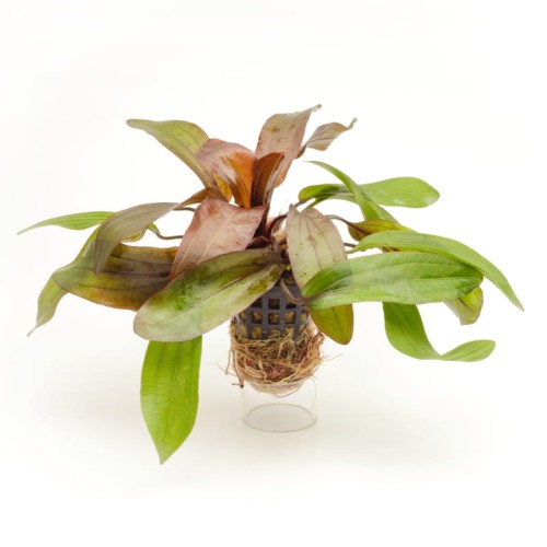 Ech red rubin  800x800.jpg