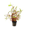Alternanthera Lilacina.jpg