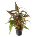 Alternanthera Roasefolia.jpg