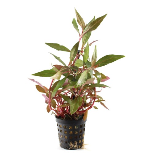 Alternanthera Splendida.jpg