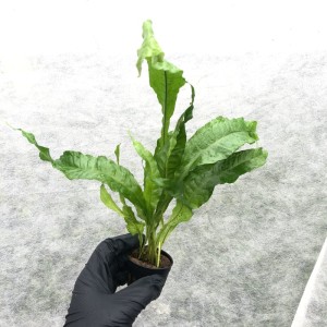Microsorium pteropus – większy E