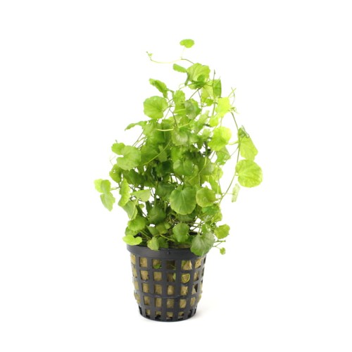 Cardamine Lyrata.jpg