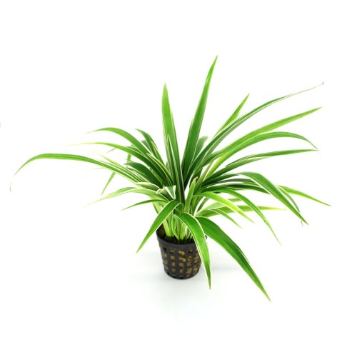 Chloropythum.jpg