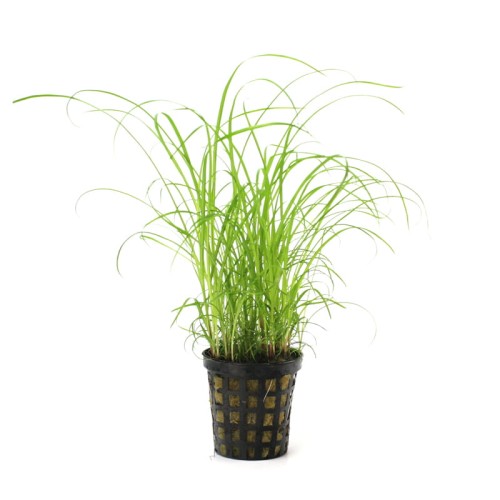 Cyperus.jpg