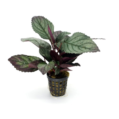 Hemigraphis Colorata.jpg