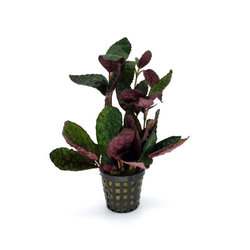 Hemigraphis Exotica.jpg