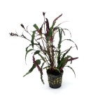 Hemigraphis repanda – terrarium