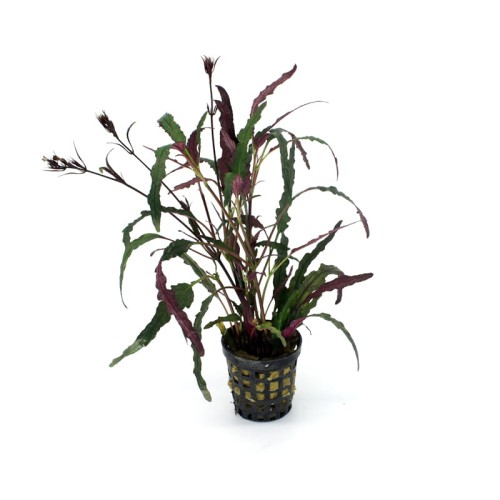 Hemigraphis Repanda .jpg
