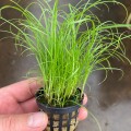 Cyperus.jpg