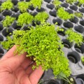 Micranthemum 500kb.jpg