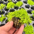Micranthemum 400kb.jpg