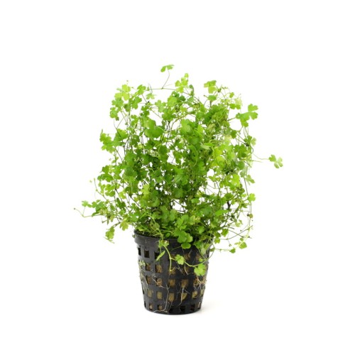 Hydrocotyle-japan.jpg
