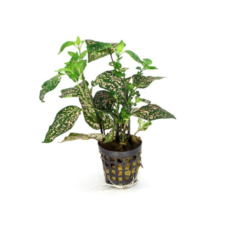 Hypoestes.jpg