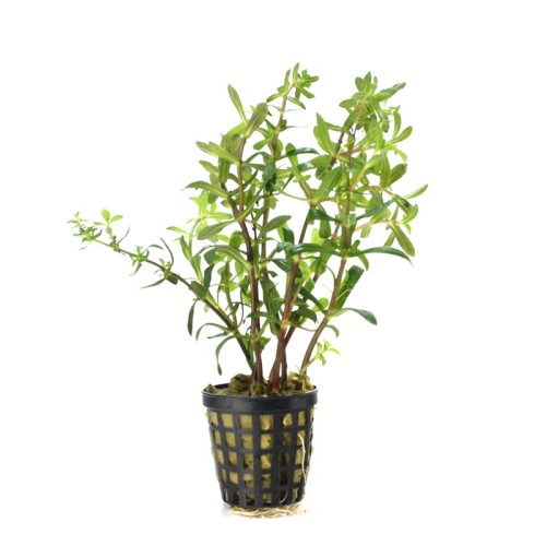 limnophila-aromatica.jpg