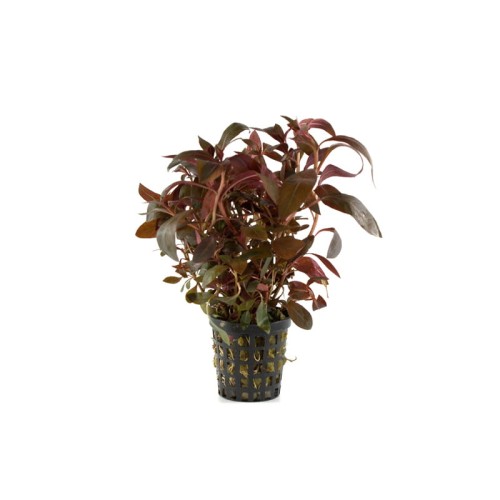 Ludwigia peruviana 2.jpg