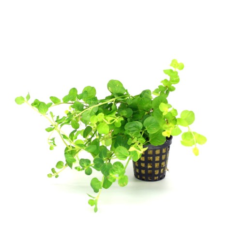 Lysimachia.jpg