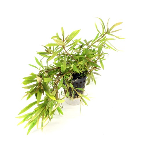 Pogostemon Stella.jpg