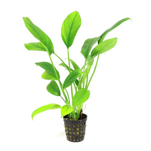 Aglaonema Simplex.jpg