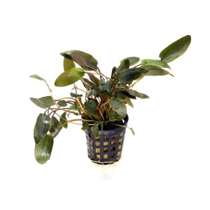 Cryptocoryne rubella