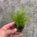 cyperus-2 200kb.jpg