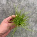 cyperus 300kb.jpg