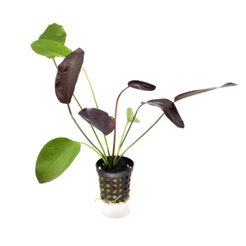 Echinodorus Aflame.jpg