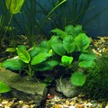anubias nana b9.jpg
