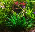 cryptocoryna nev b9.jpg
