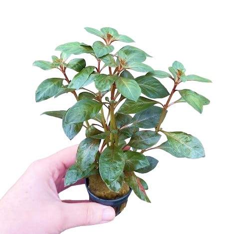repens diamond red (2).jpg