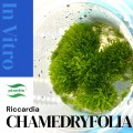 riccardia.jpg