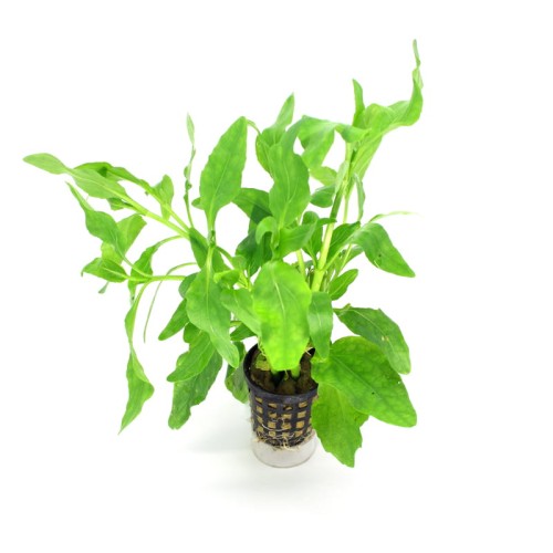 Gymnocoronis.jpg