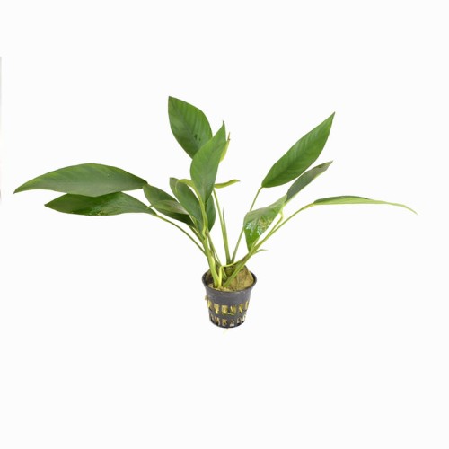 Anubias heterophylle e.jpg