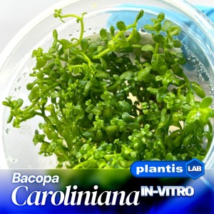 Bacopa caroliniana invB