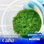 Hemianthus cuba invB