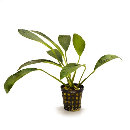 Anubias congenss F.jpg