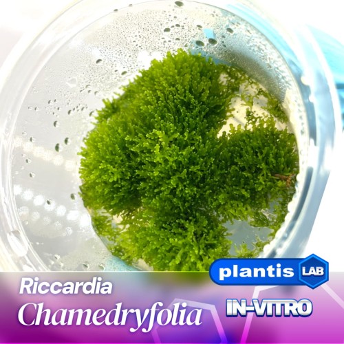 Riccardiia.jpg