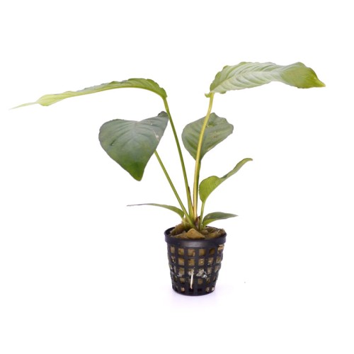 Anubias crispus F.jpg
