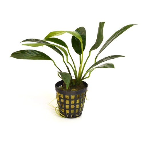 Anubias lanceolata F.jpg