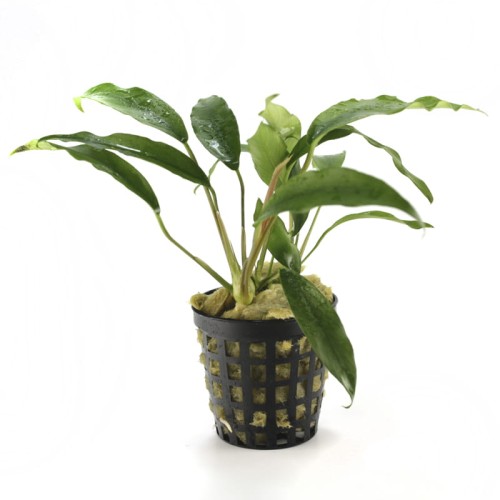 Anubias-species-F 2.jpg